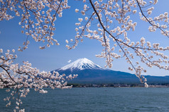 与樱花在春天，河口湖，日本的富士山山美景