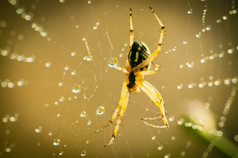 蜘蛛网上的蜘蛛，关闭室外