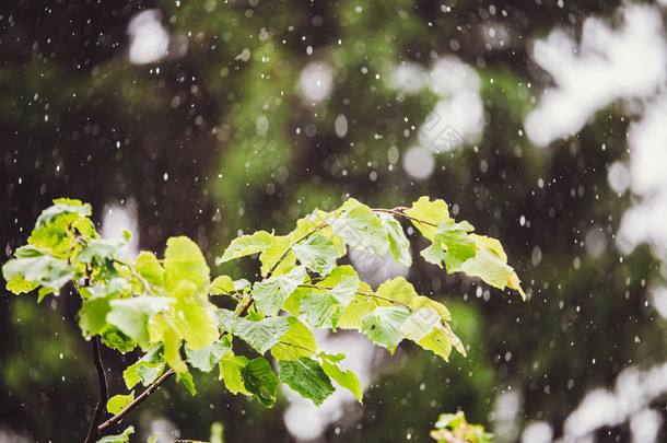 夏天下雨外面瓢泼大雨