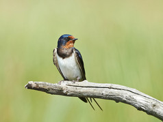 Barn Swallow (hirundo rustica))