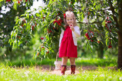 小女孩采摘樱桃