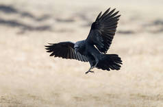 头冠乌鸦(Corvus Cornix))