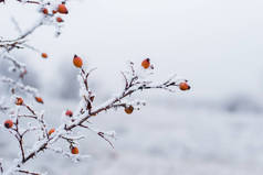 雪地下的红色浆果