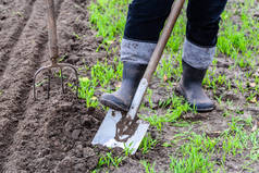农夫在橡胶靴用一把铁锹在花园里挖。准备在春天种植的土壤。园艺.