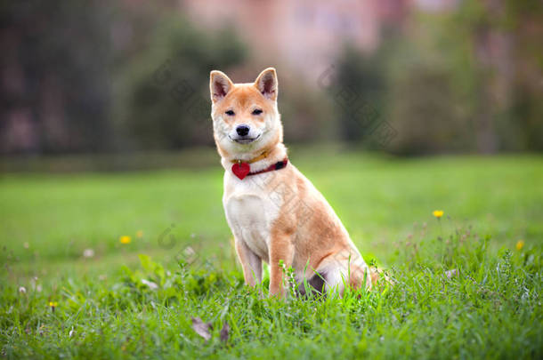 年轻 shiba inu 坐在公园里