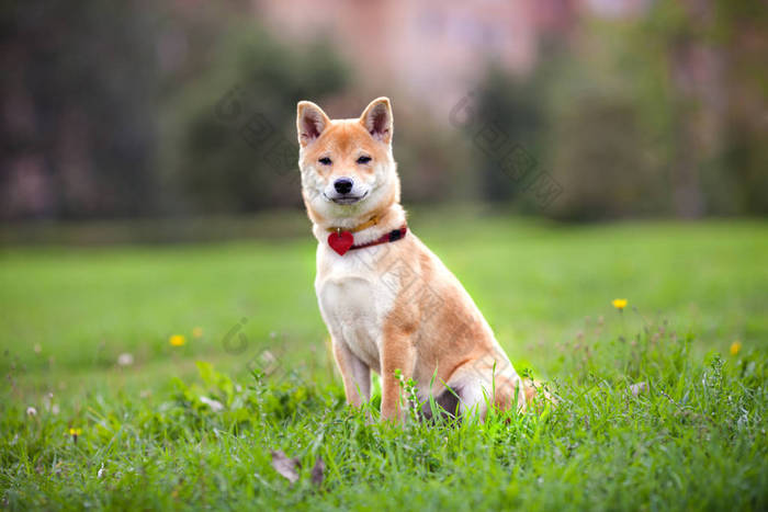 年轻 shiba inu 坐在公园里