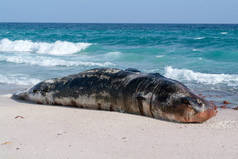 搁浅的抹香鲸是死在海滩的索科特拉岛