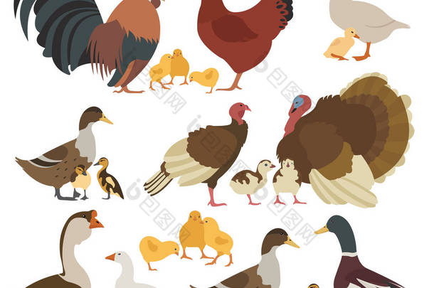 家禽饲养业。鸡、 火鸡、 鸭、 鹅家庭上孤立