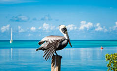 在伯利兹海滨的木柱上休息的牡蛎鸟.