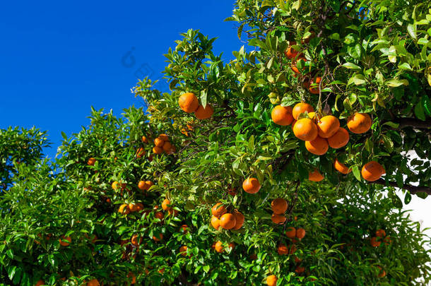 橘树。<strong>生长</strong>在一棵树上的橘子