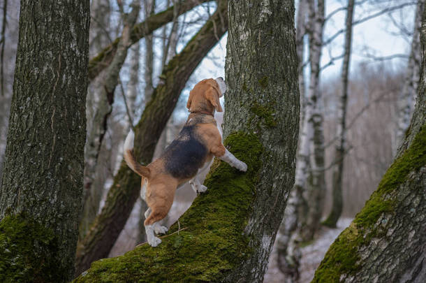 在<strong>春天的</strong>树林比格犬爬那棵树