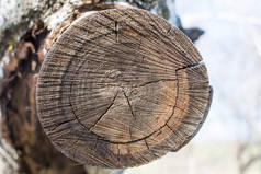 树干的横截面显示生长环。木材木材纹理