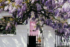 开花的紫藤树上房子门面