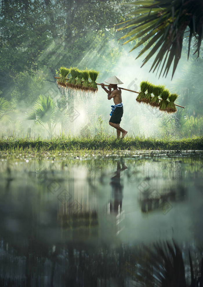 农民在雨季种稻. 