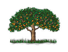 孤立的橘树与成熟的水果