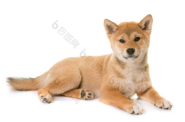 小狗 shiba inu