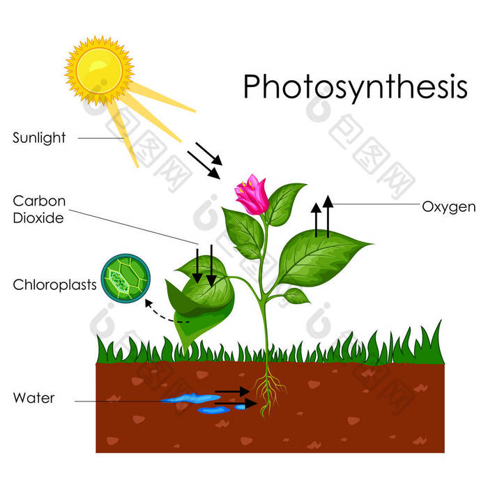 教育的生物光合作用过程图的图表