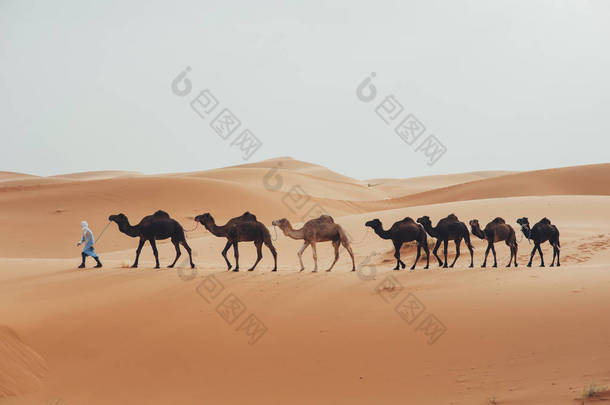 与撒哈拉沙漠和骆驼商队的地平线