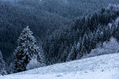 冬季景观与雪冷杉树和森林。圣诞节 