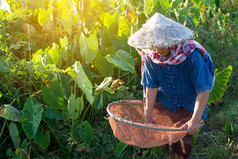 农地工作的老妇人, 选择和软的焦点