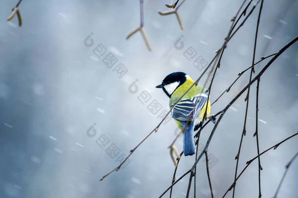 鸟在<strong>冬天森林</strong>里坐在树枝在雪