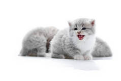 小滑稽蓬松的灰色小猫喵, 而冒充拍摄与其他可爱的小猫咪在白色摄影棚