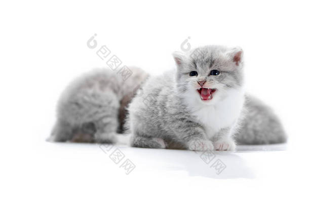小滑稽蓬松的灰色小猫<strong>喵</strong>, 而冒充拍摄与其他可爱的小猫<strong>咪</strong>在白色摄影棚