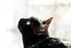 一只黑猫在街上看着大雪落下的街道。雪花落在猫之上.