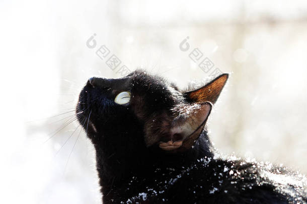 一只黑猫在街上看着<strong>大雪</strong>落下的街道。雪花落在猫<strong>之</strong>上.
