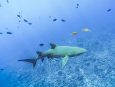 鲨鱼游泳在波拉波拉岛在法属波利尼西亚在这个岛上的天堂和蓝绿色的水浮潜。太平洋.