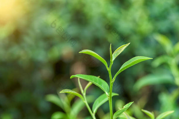 种植新鲜茶叶.