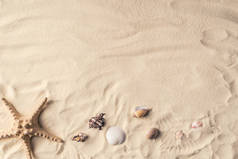 沙滩上的海星和海贝壳