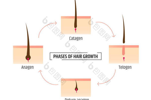 <strong>毛发</strong>生长阶段。图表 trichology 和皮肤病学。激光脱毛