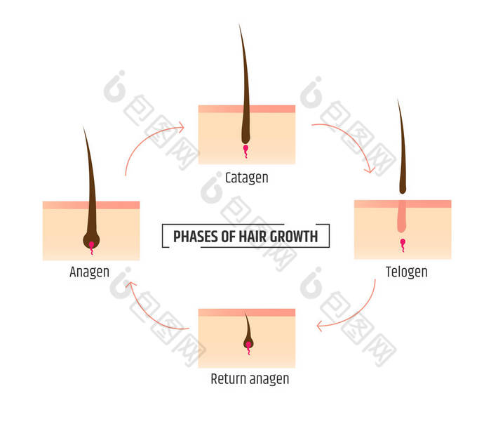 毛发生长阶段。图表 trichology 和皮肤病学。激光脱毛