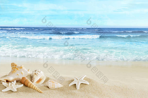 沙滩上有贝壳的海滩景色.