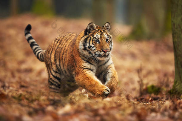 黑龙江<strong>老虎</strong>在森林里奔跑。行动<strong>野生动物</strong>现场与危险的动物。西伯利亚虎, 虎底格里斯河东北虎