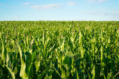 在阳光明媚的日子, 蓝天上的玉米在麦田里成熟。玉米在农村人工林中的成熟