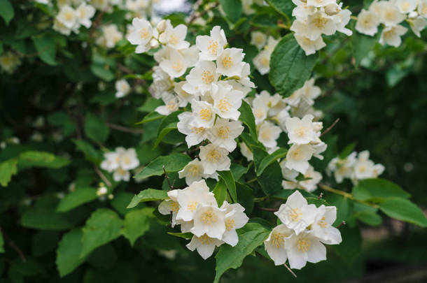 茉莉花白色的花朵和绿叶在灌木在夏季公园盛开, 花卉的背景。盛开的美丽的茉莉花