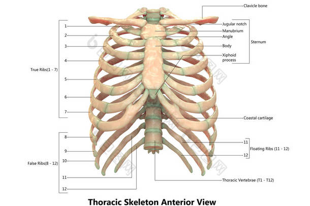 3d 人体<strong>骨架</strong>系统胸部<strong>骨架</strong>解剖示意图