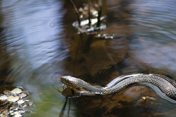 宽带状水蛇 (Nerodia fasciata confluens) 在河口积水中游泳
