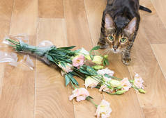 猫养殖 toyger 下降和碎玻璃花瓶的花朵。宠物伤害概念.