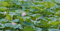 水池塘中的粉红色莲花