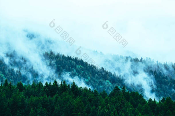 美丽的迷雾神秘山脉。雾云在松树神秘的树林, 早晨。欧洲, 神秘的高山景观.
