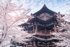 中国西安青龙寺樱花与中国传统屋顶.