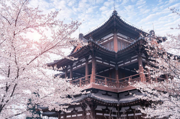 中国西安青龙寺樱花与中国传统<strong>屋顶</strong>.