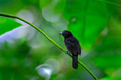 黑帽 antshrike, Thamnophilus bridgesi, 黑鸟在绿色森林热带植被, 动物在栖所, 哥斯达黎加。Antshrike 坐在丛林的树枝上.