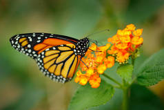 君主, Danaus plexippus, 蝴蝶在自然栖息地。墨西哥的好虫子绿色森林中的蝴蝶。细节特写肖像美丽的橙色昆虫。野生动物现场从自然.