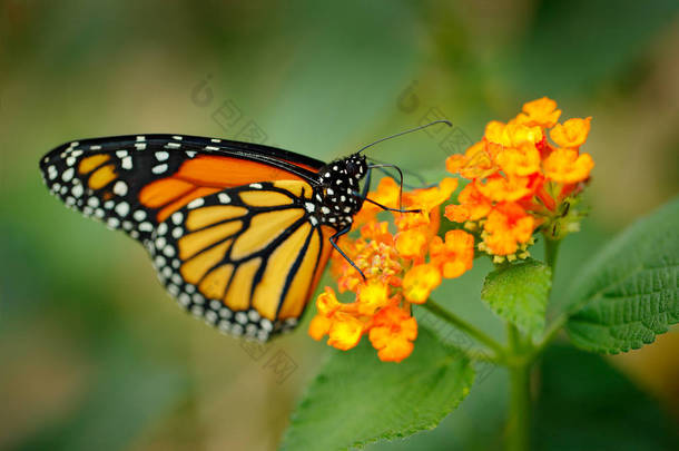 君主, Danaus plexippus, 蝴蝶在自然栖息地。墨西哥的好虫子绿色森林中的蝴蝶。细节特写肖像美丽的橙色昆虫。野生动物现场从自然.
