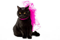 摄影棚拍摄黑色英国短毛猫猫粉红色节日弓孤立的白色背景 