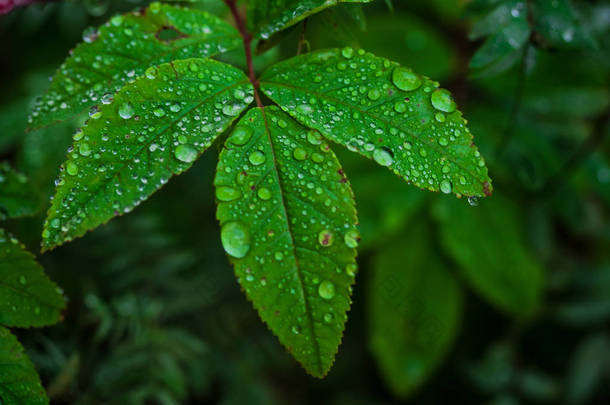 美丽的绿叶与雨滴的照片